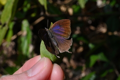 Mahathala ameria