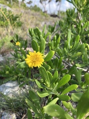 Borrichia arborescens