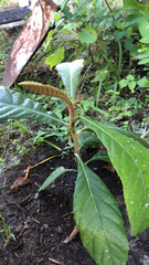 Eriobotrya japonica