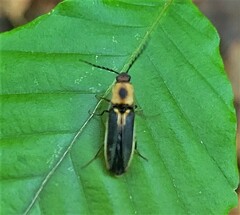 Megapenthes limbalis
