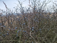 Prunus spinosa