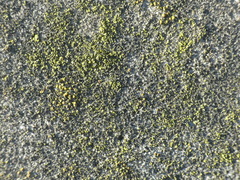 Candelariella