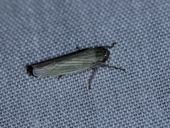 Cofana spectra