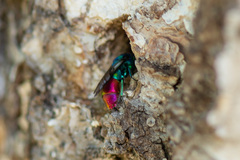 Chrysis fulgida