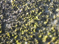 Candelariella