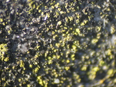 Candelariella