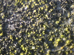 Candelariella