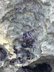 Acanthopleura granulata