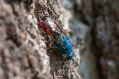 Chrysis fulgida