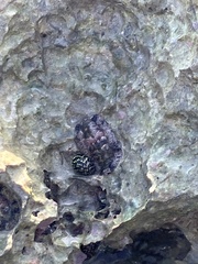 Acanthopleura granulata