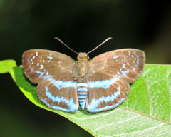 Quadrus contubernalis