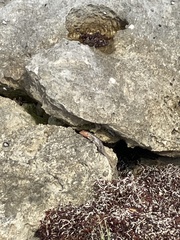 Sceloporus cozumelae