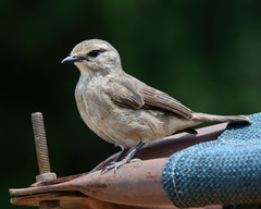 Bradornis microrhynchus