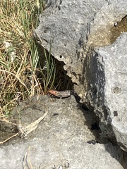 Sceloporus cozumelae