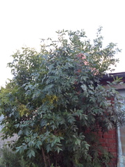 Fraxinus pennsylvanica