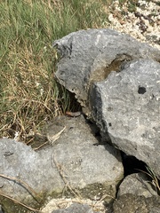 Sceloporus cozumelae