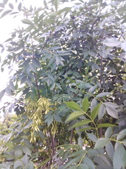 Fraxinus pennsylvanica