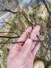 Dasineura serrulatae