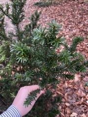 Taxus baccata