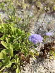 Ageratum maritimum
