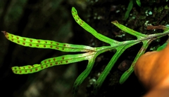 Polypodium ensiforme