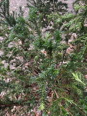 Taxus baccata