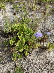 Ageratum maritimum