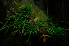 Polypodium ensiforme