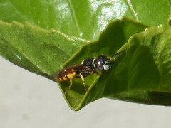 Philanthus triangulum