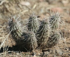 Echinocereus engelmannii fasciculatus