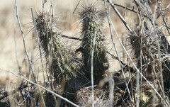Echinocereus engelmannii fasciculatus