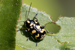 Metallactus madefactus
