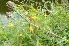 Platycnemis acutipennis