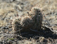 Echinocereus engelmannii fasciculatus