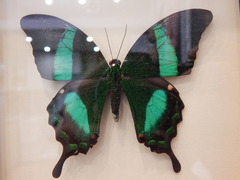 Papilio palinurus