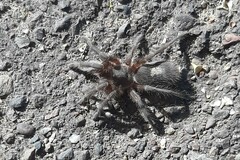 Theraphosinae