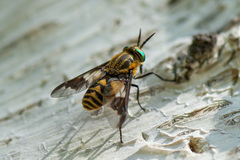 Chrysops relictus
