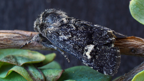Small Dark Yellow Underwing