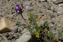 Astragalus cruckshanksii