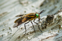 Chrysops relictus