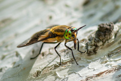 Chrysops relictus