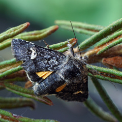 Coranarta cordigera