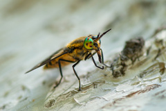Chrysops relictus