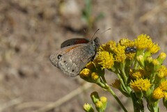 Cosmosatyrus leptoneuroides