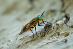Chrysops relictus