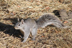Sciurus arizonensis