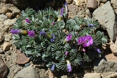 Oxalis adenophylla