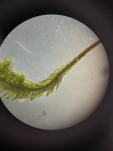 Pireella moss