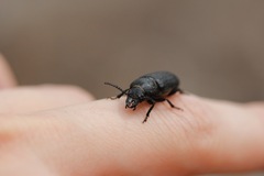 Spondylis buprestoides