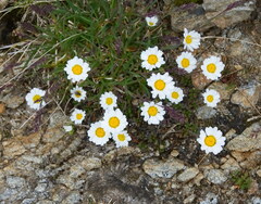 Leucanthemopsis